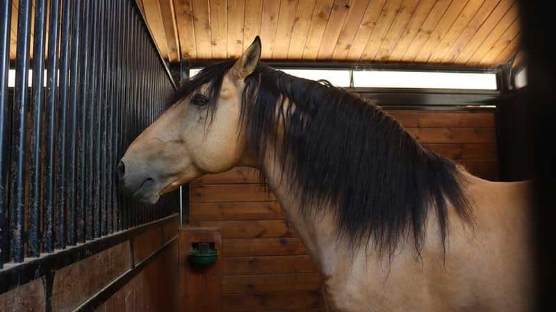 Un caballo español isabelle en un  