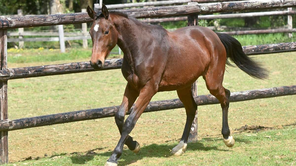 Jóvenes trotes de caballo bayo en un prado