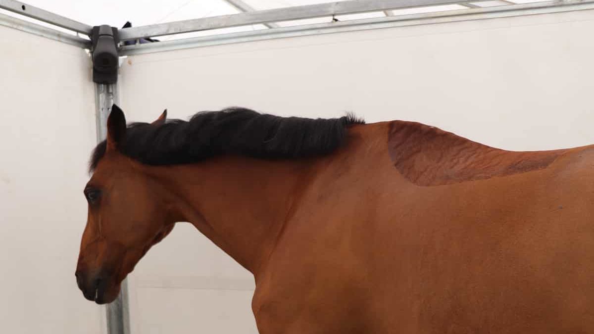 Un caballo deportivo alazán en un box desmontable. Una cámara Coho está en la esquina de la parte superior de la cabina.